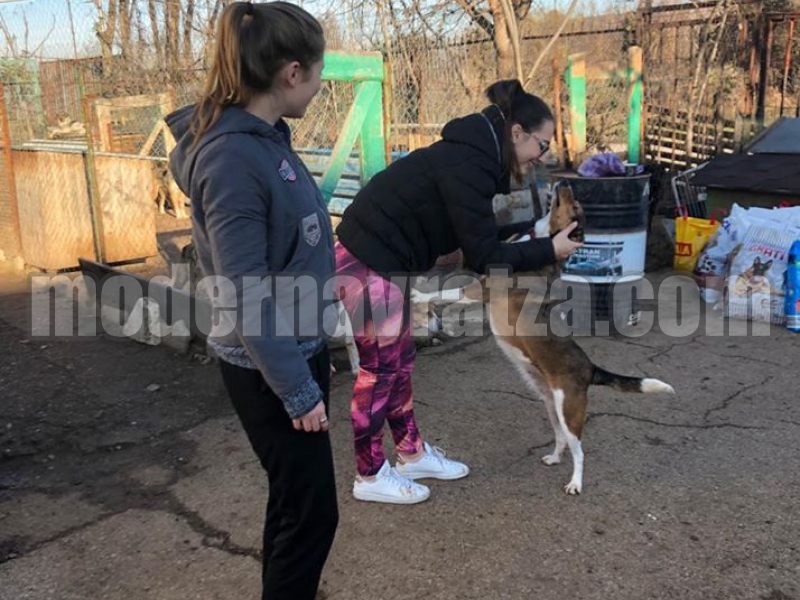 КОЛЕДА В ПРИЮТА ЗА КУЧЕТА – снимка 2